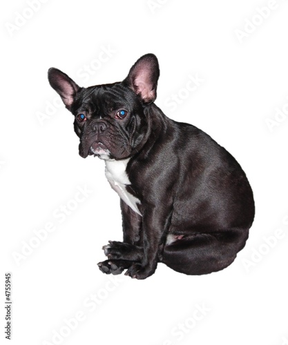 bulldog francese: magda!