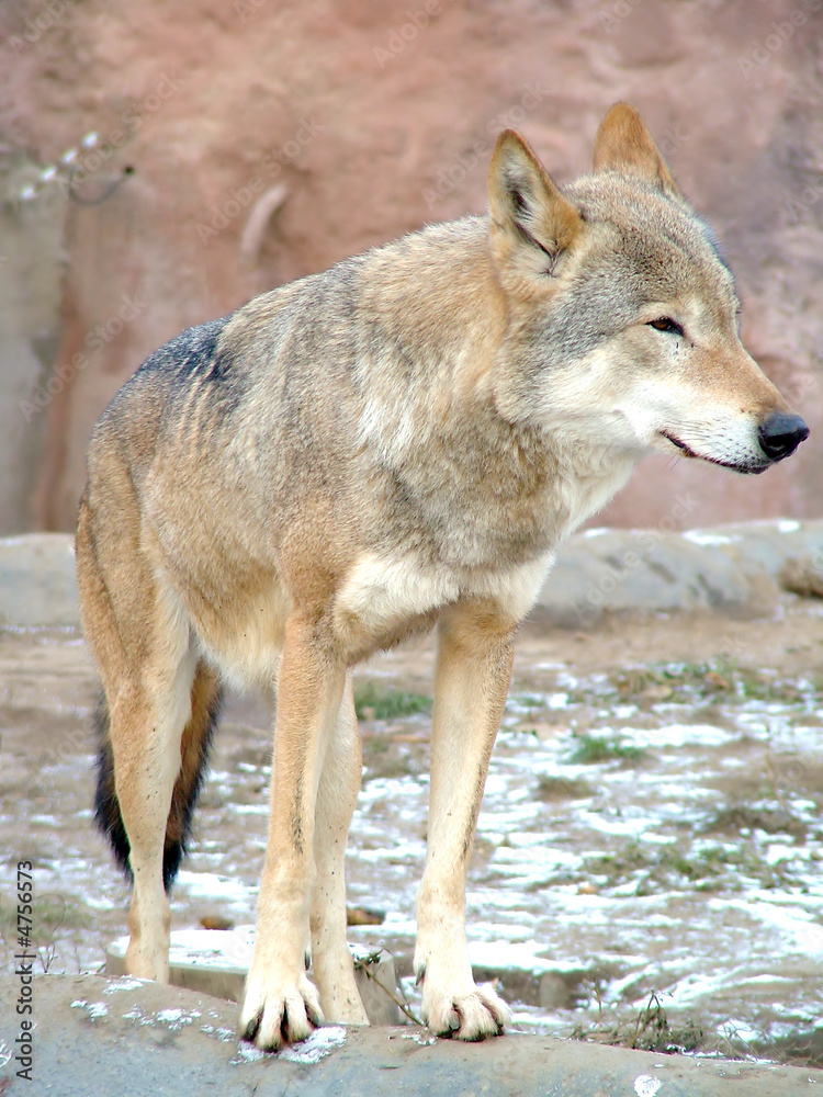 Fototapeta premium She-wolf, mood is the rest