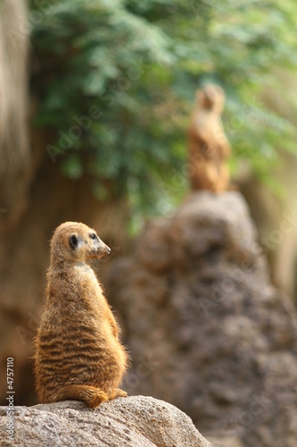Meerkat on Guard
