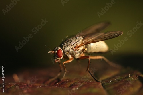 Close-up of fly - Phaonia angelicae