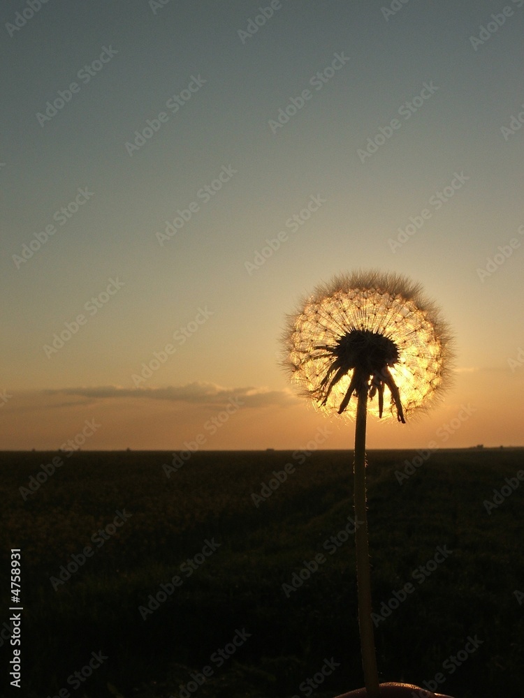 dandelion in sunset