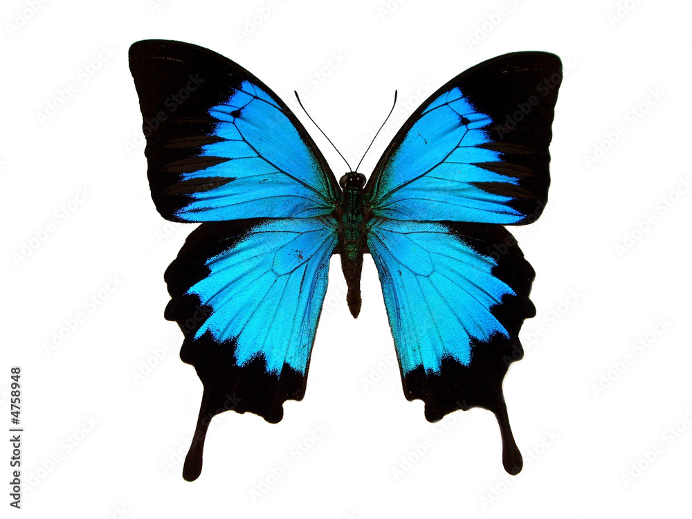 Obraz premium Blue swallowtail.