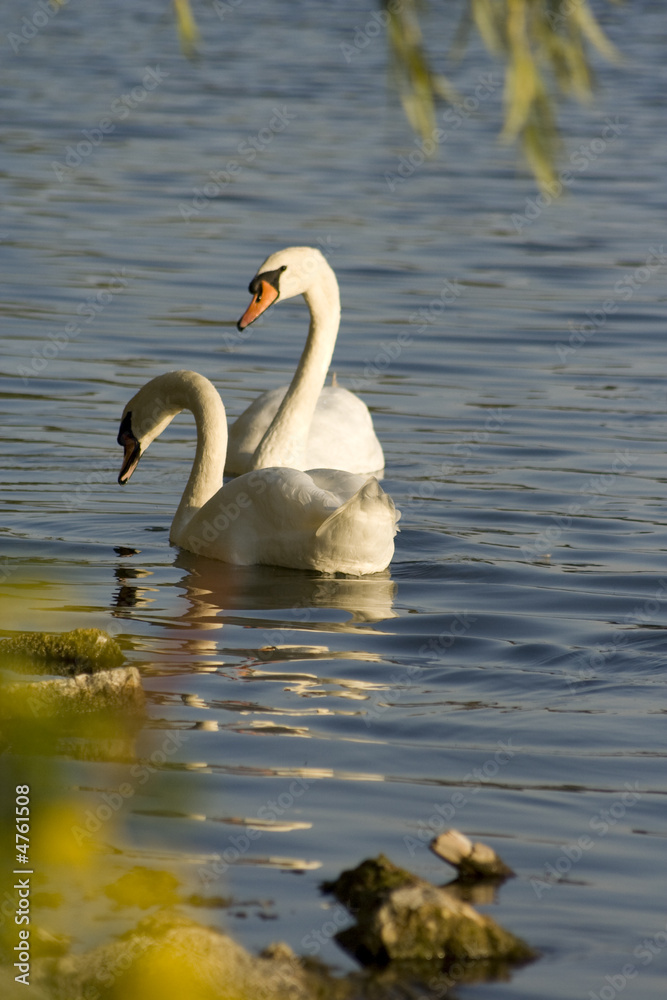 Fototapeta premium Couple of Swans 2