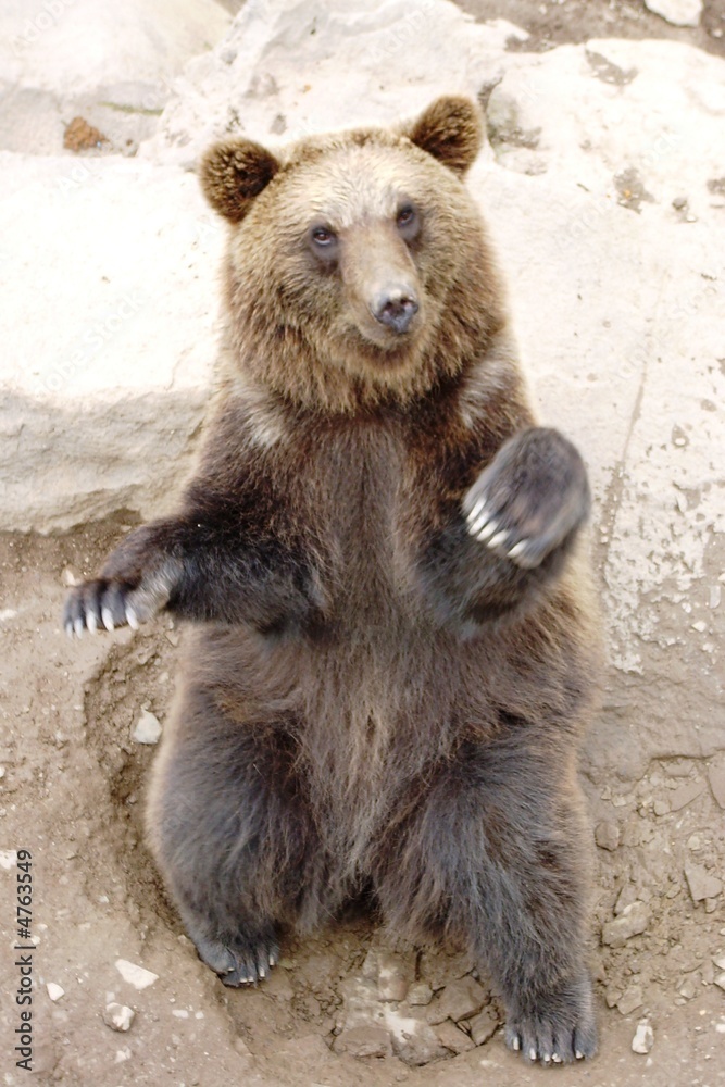 Fototapeta premium Bär03