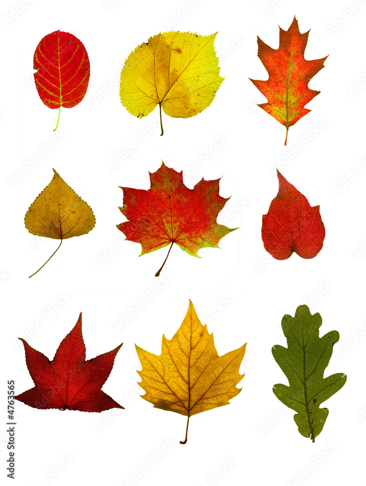 autumn leaves  collection