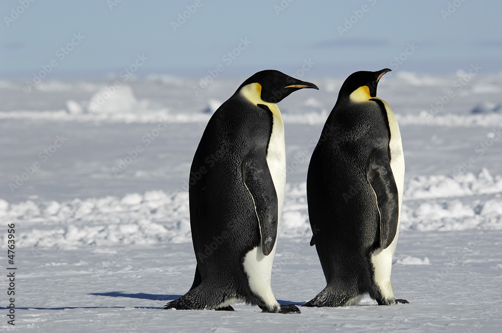 Obraz premium Penguin couple