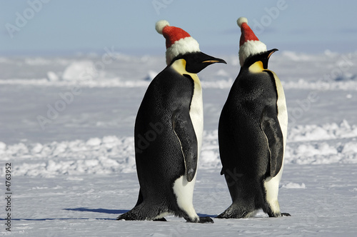 Penguin couple on Christmas