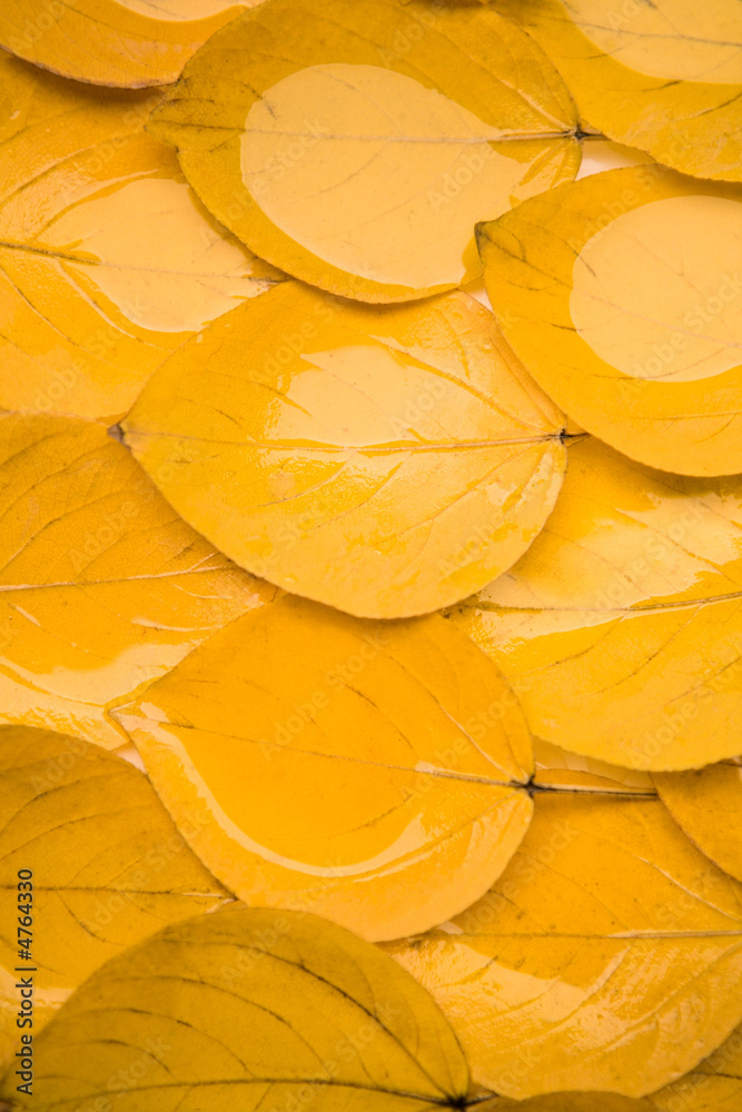 Dead leaves Dead leaves