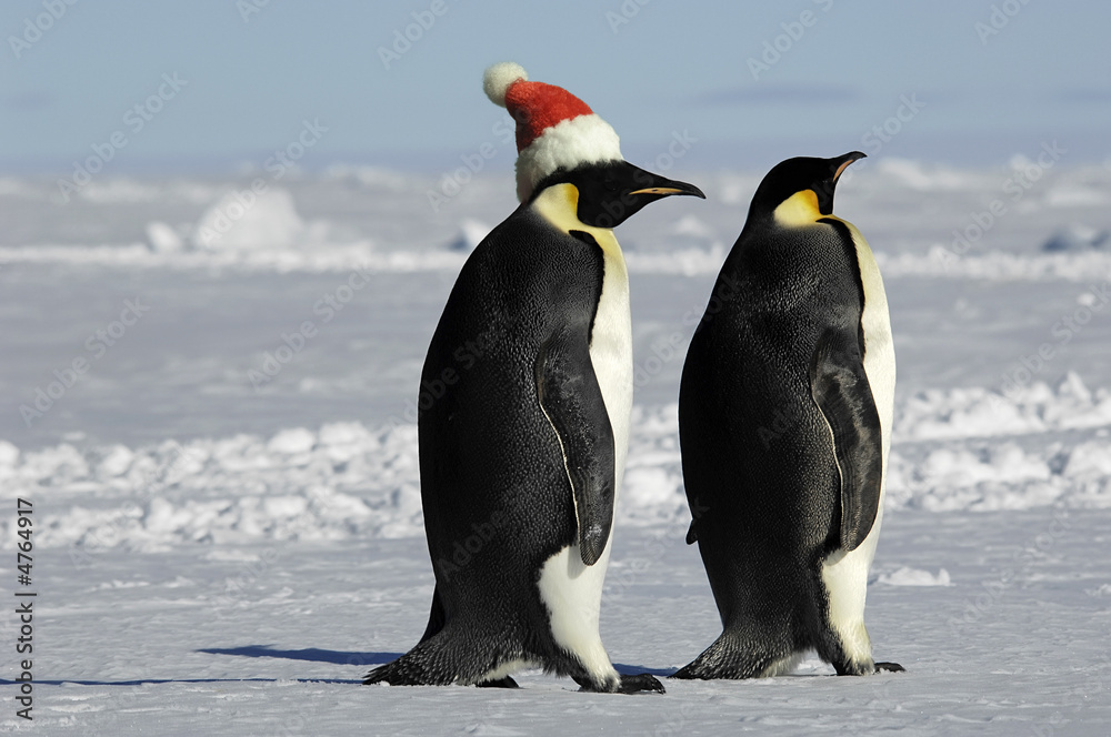Obraz premium Penguin couple on Xmas