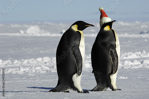Penguin pair at Xmas