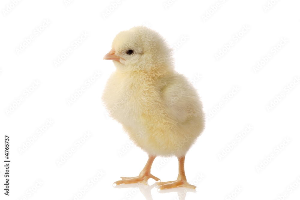 Cute little baby chicken against white background