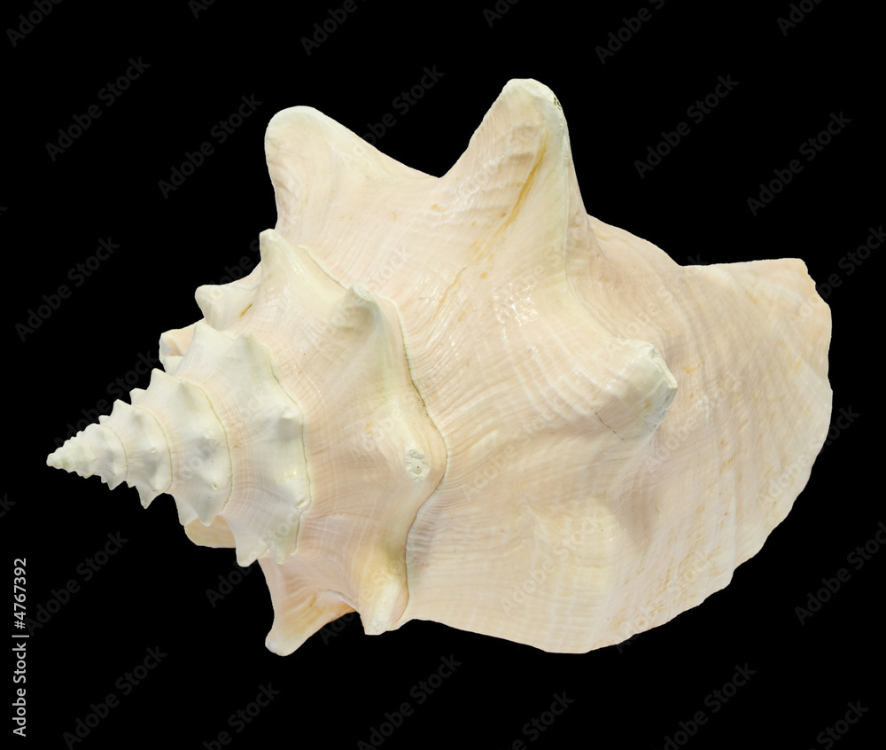 Conch Seashell side view isolated on black background Conch Seashell side view isolated on black background