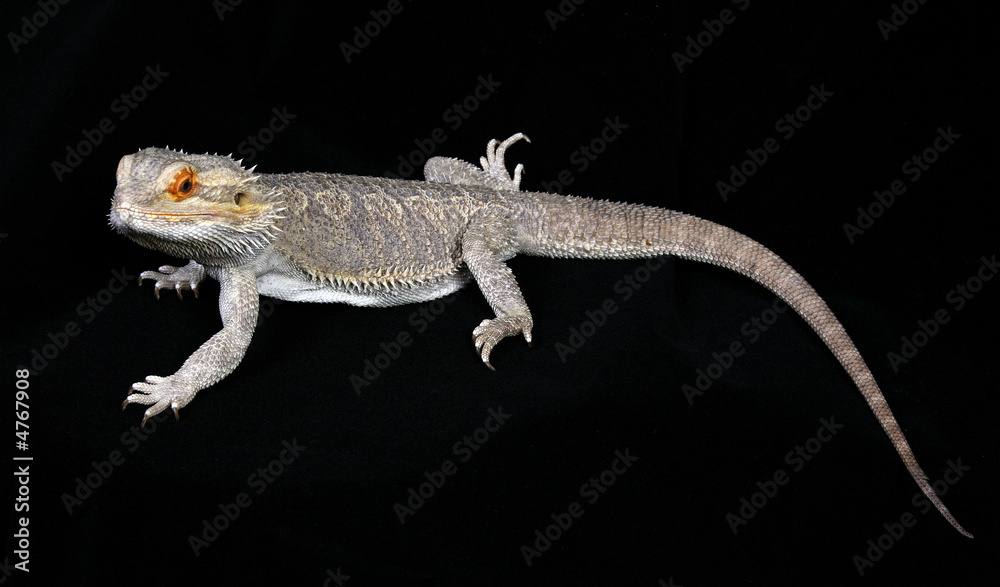 Fototapeta premium Bearded Dragon