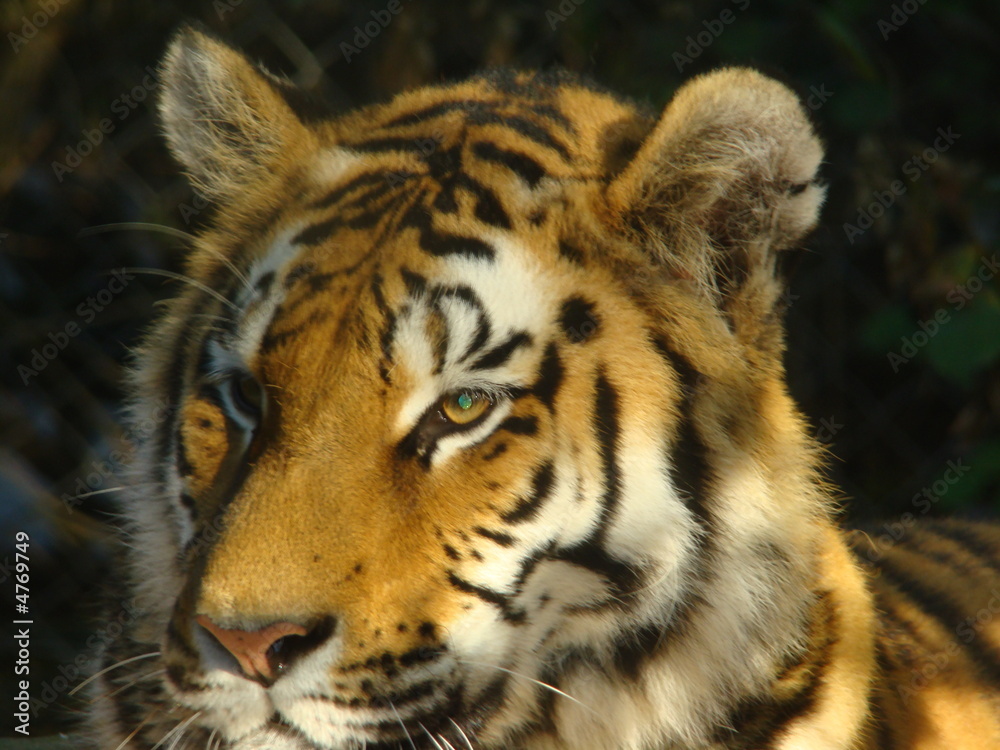Obraz premium tigre