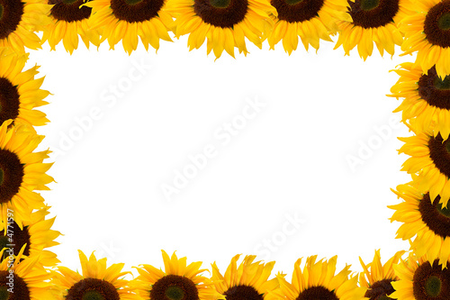 Fototapeta Naklejka Na Ścianę i Meble -  sunflower frame