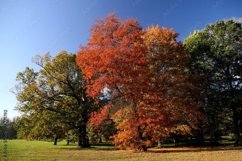 Autumn scenic Autumn scenic
