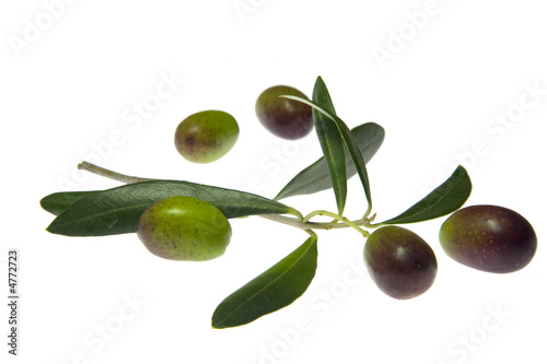 Wallpaper Mural olive con rametto Torontodigital.ca