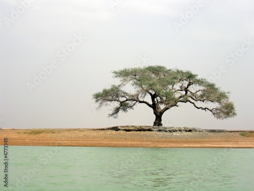 Acacia