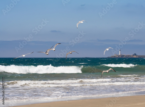 Birds over lighthouse photo