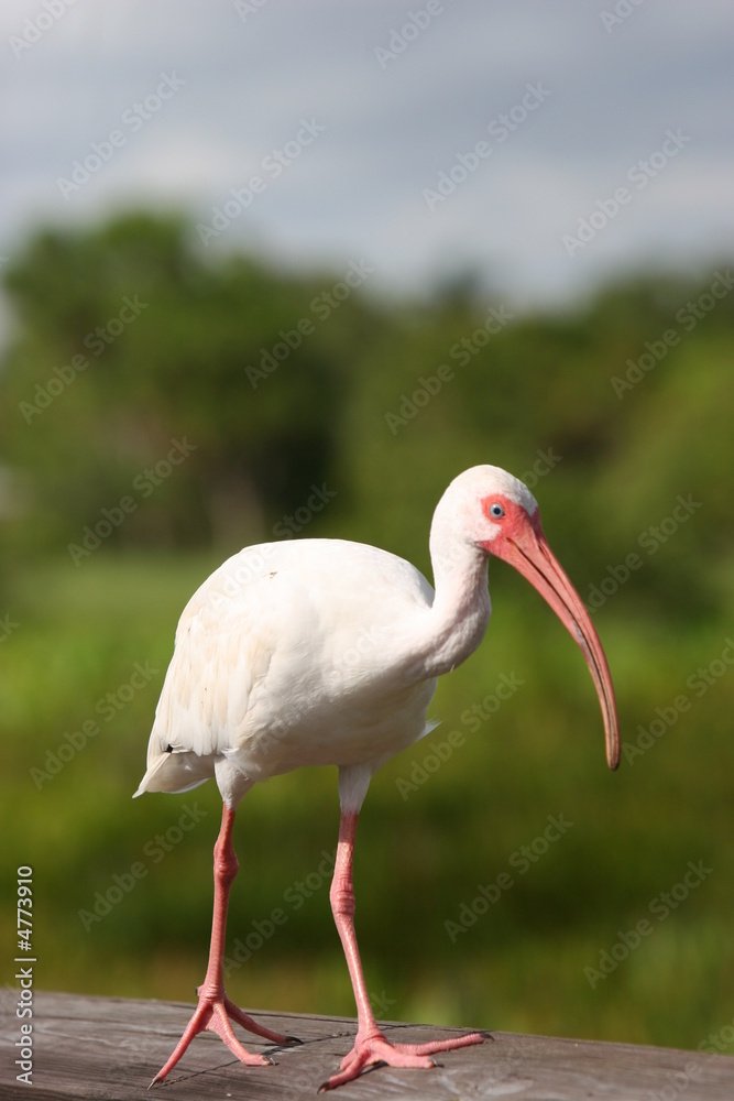 Fototapeta premium WHITE BIRD