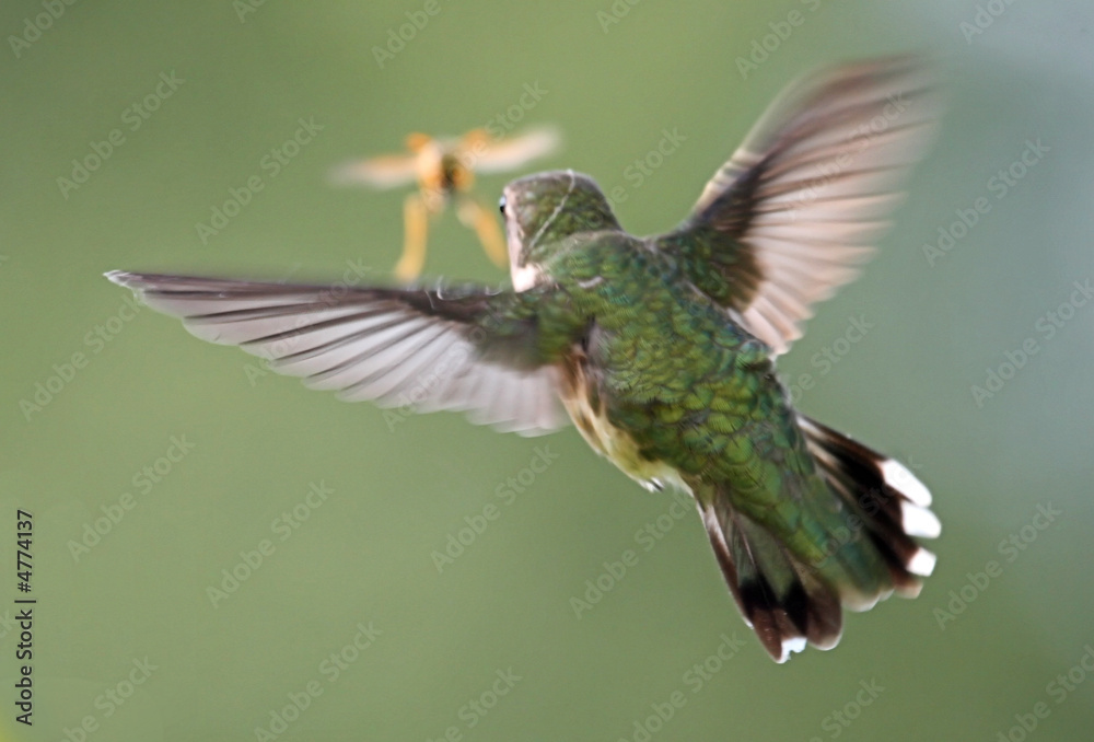 Fototapeta premium Hummingbird Chasing a Wasp