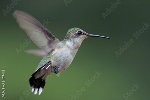 Pregnant Hummingbird in Flight