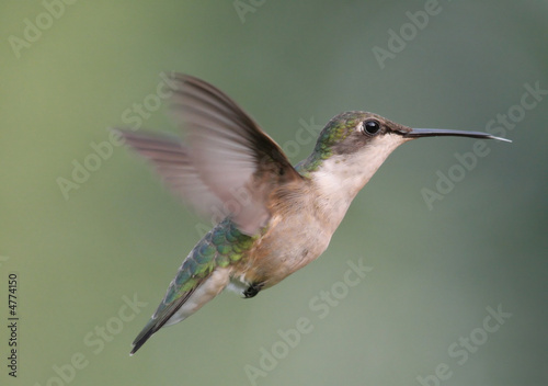 Pregnant Hummingbird in Flight