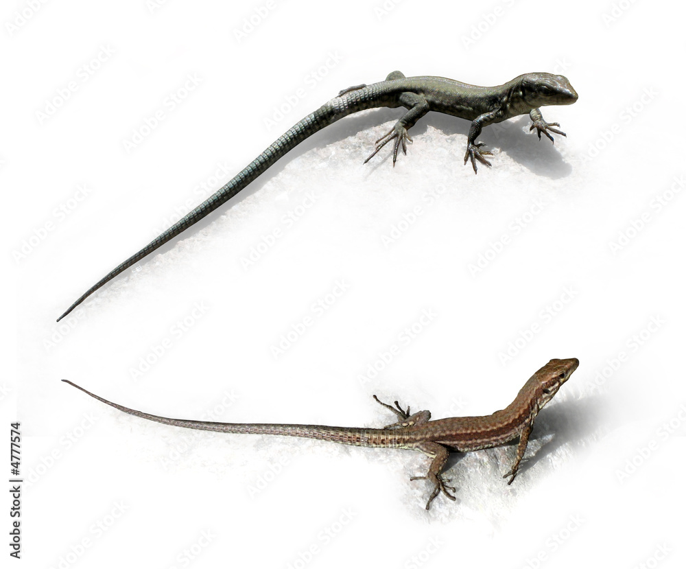 Naklejka premium Lizard