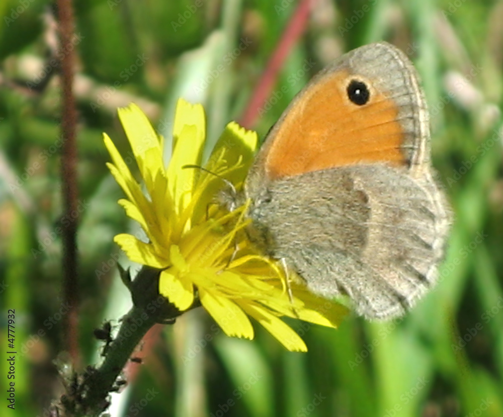 Obraz premium Butterfly