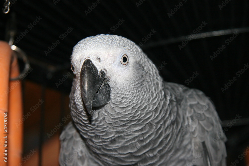 Obraz premium AFRICAN