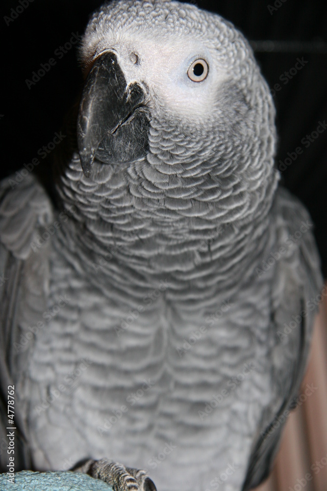 Obraz premium AFRICAN GRAY