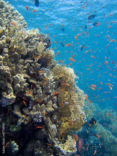 Fototapeta Naklejka Na Ścianę i Meble -  Corals of the Red Sea