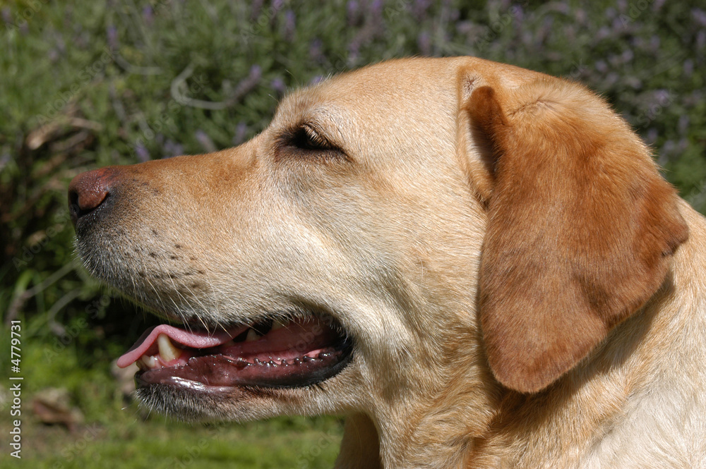 Labrador