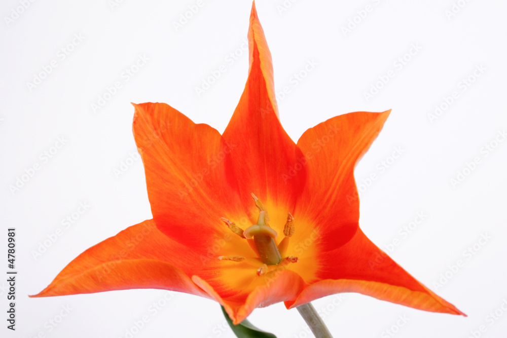 orange tulip orange tulip