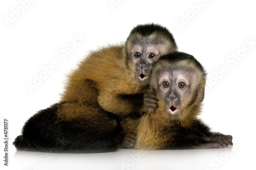 Photography Two Baby Capuchins - sapajou apelle