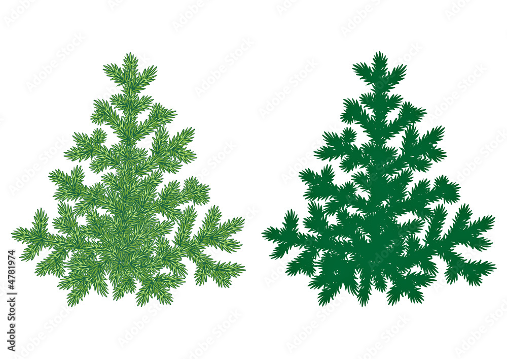 Fototapeta premium Firtree detailed illustration
