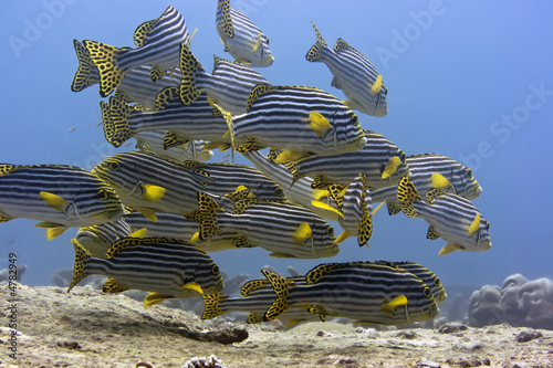 Oriental sweetlips photo