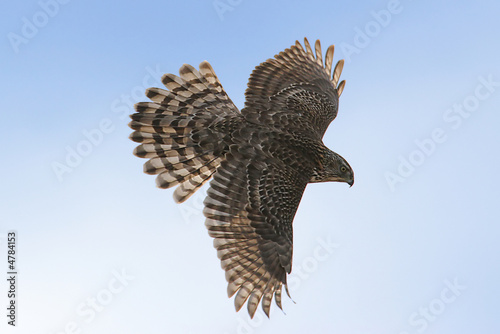 Photography Northern Goshawk Soaring