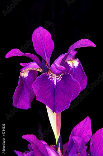 Fototapeta Naklejka Na Ścianę i Meble -  Purple Iris Portrait