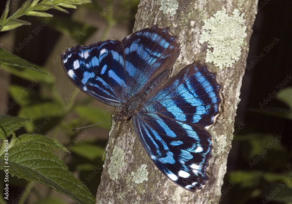 Obraz premium Myscelia Butterfly, Myscelia cyaniris