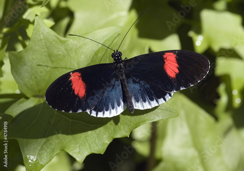 Cyrbia, Heliconius erato photo