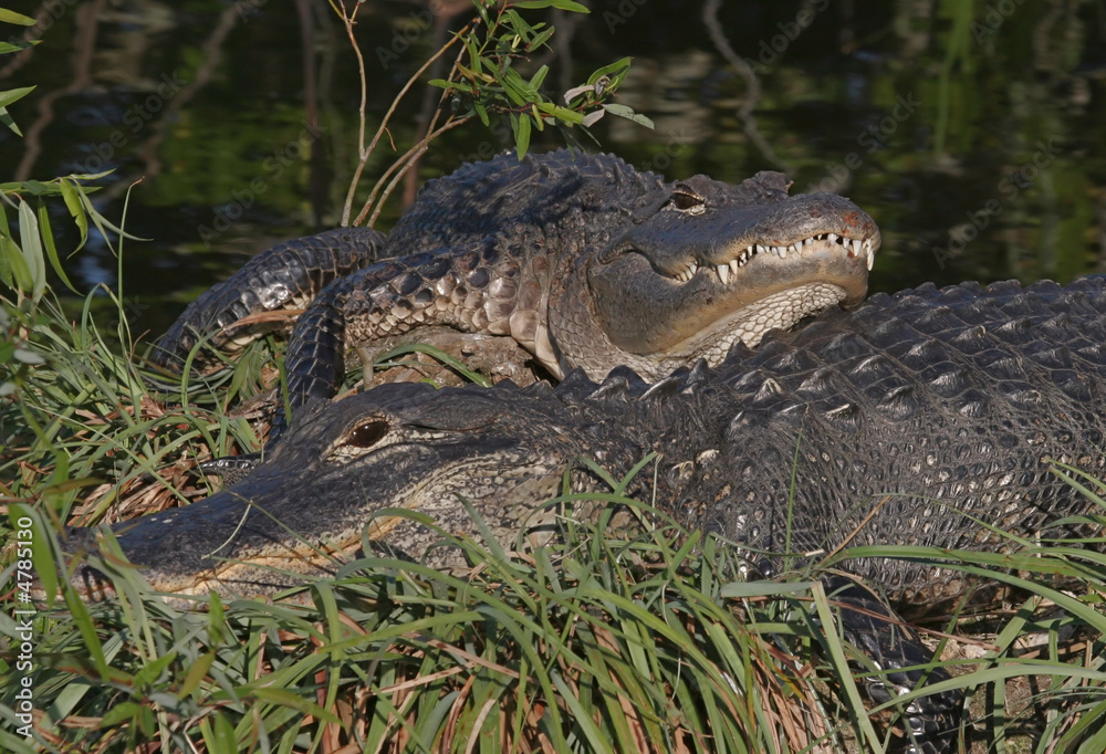Fototapeta premium Pair of Tired, Bloody Alligators Resting After a Battle 