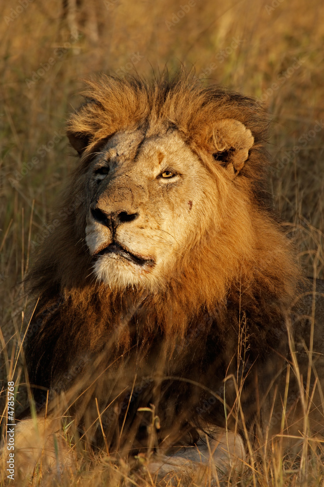 Big male African lion (Panthera leo)