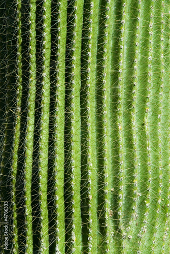 Cactus close up detail