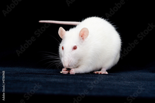 rat