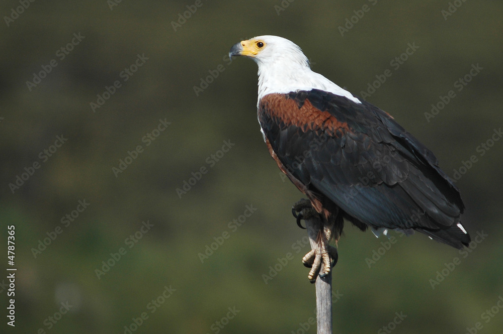 Obraz premium The African Fish Eagle.