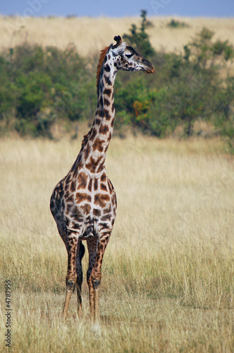 The giraffe  Giraffa camelopardalis 