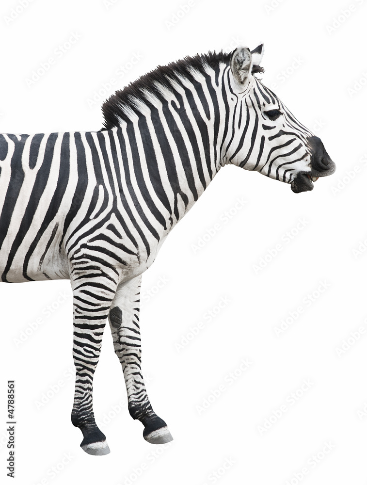 Obraz premium Zebra talks isolated over white background