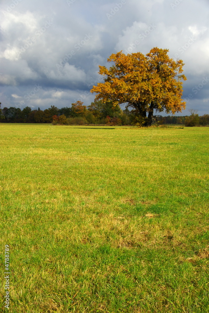 Fototapeta premium Eiche 12