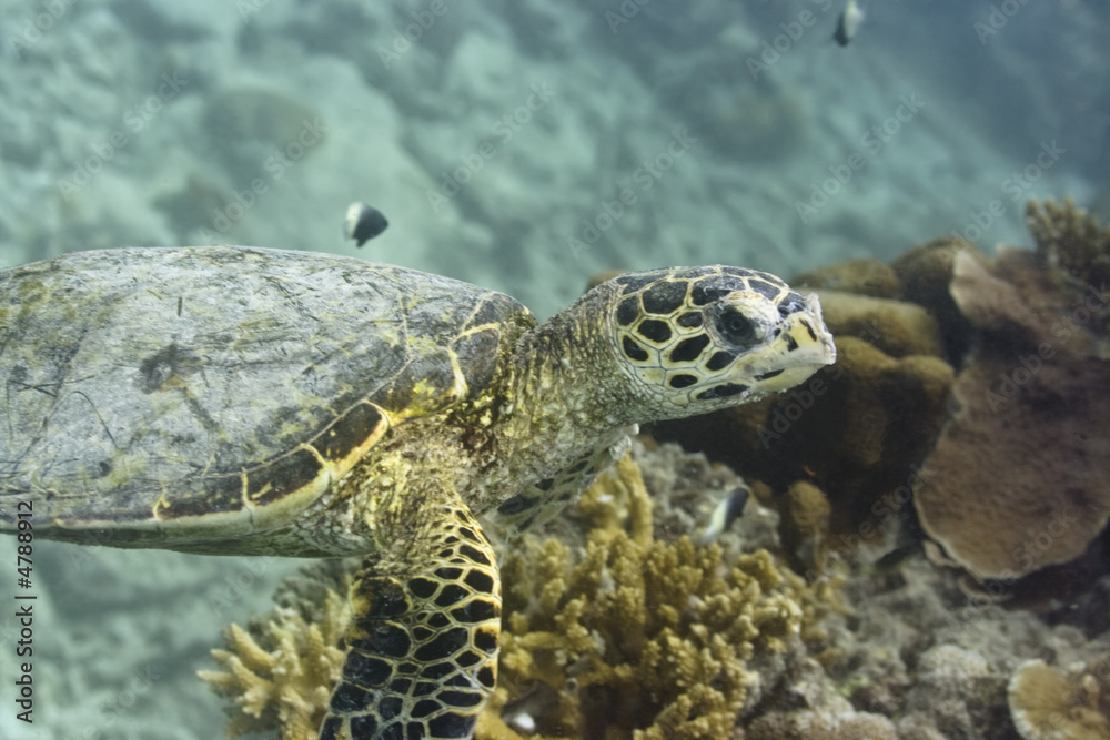 Obraz premium Turtle